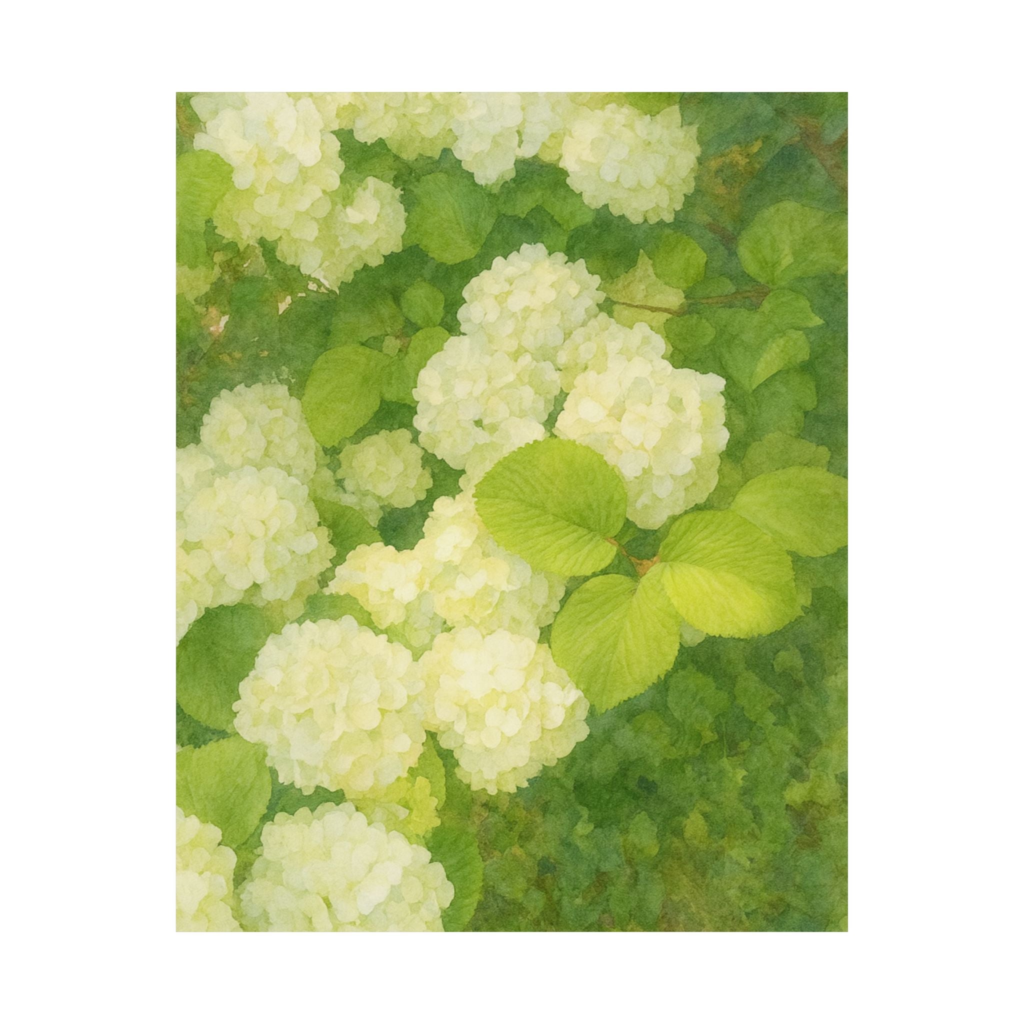 White Hydrangeas Print