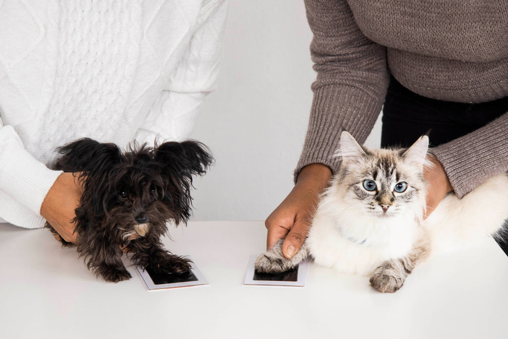Pet Pawprint No mess