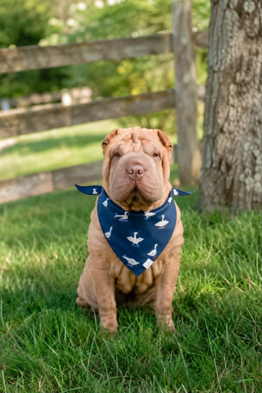 Navy Goose Bandana