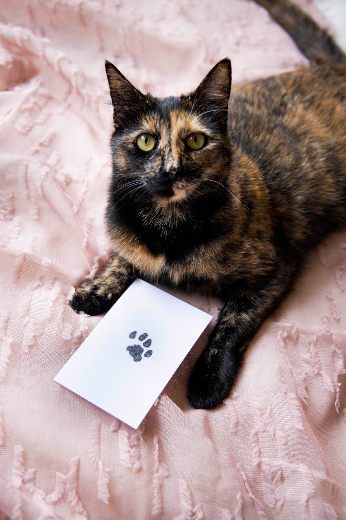 Pet Pawprint No mess