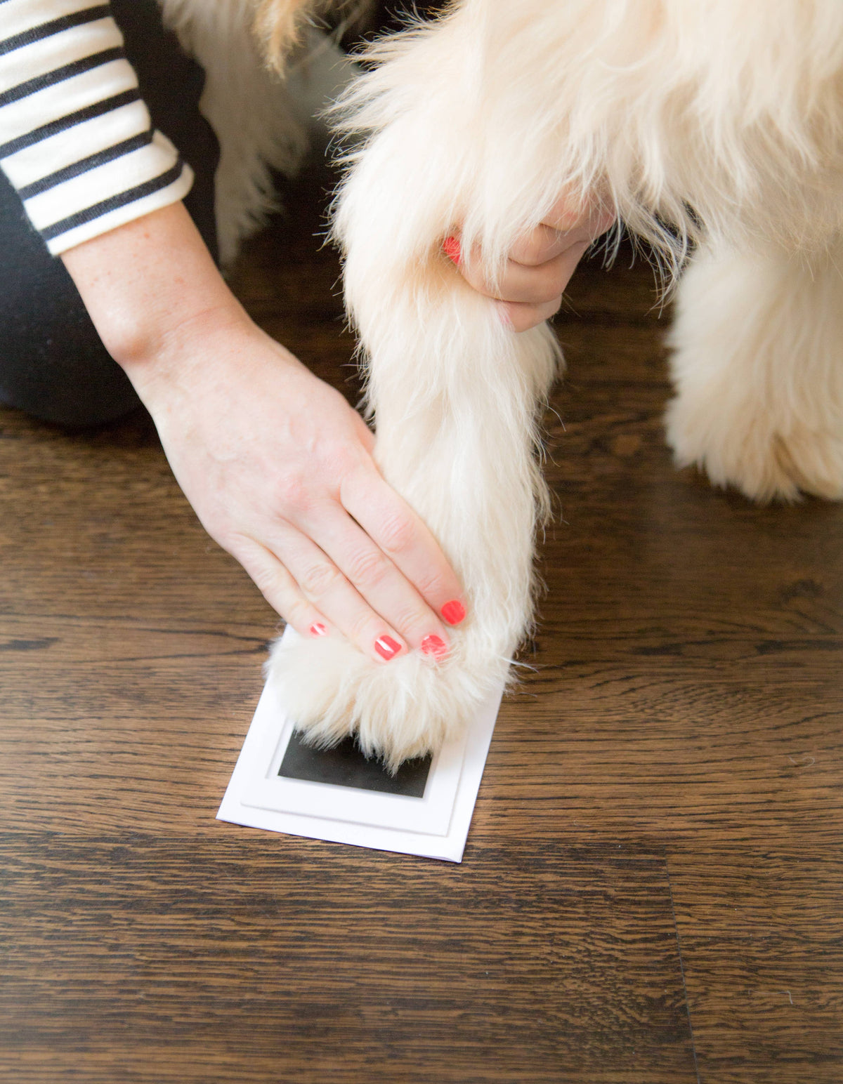 Pet Pawprint No mess